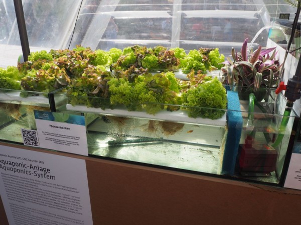 Aquaponic | Urbane Gärten München