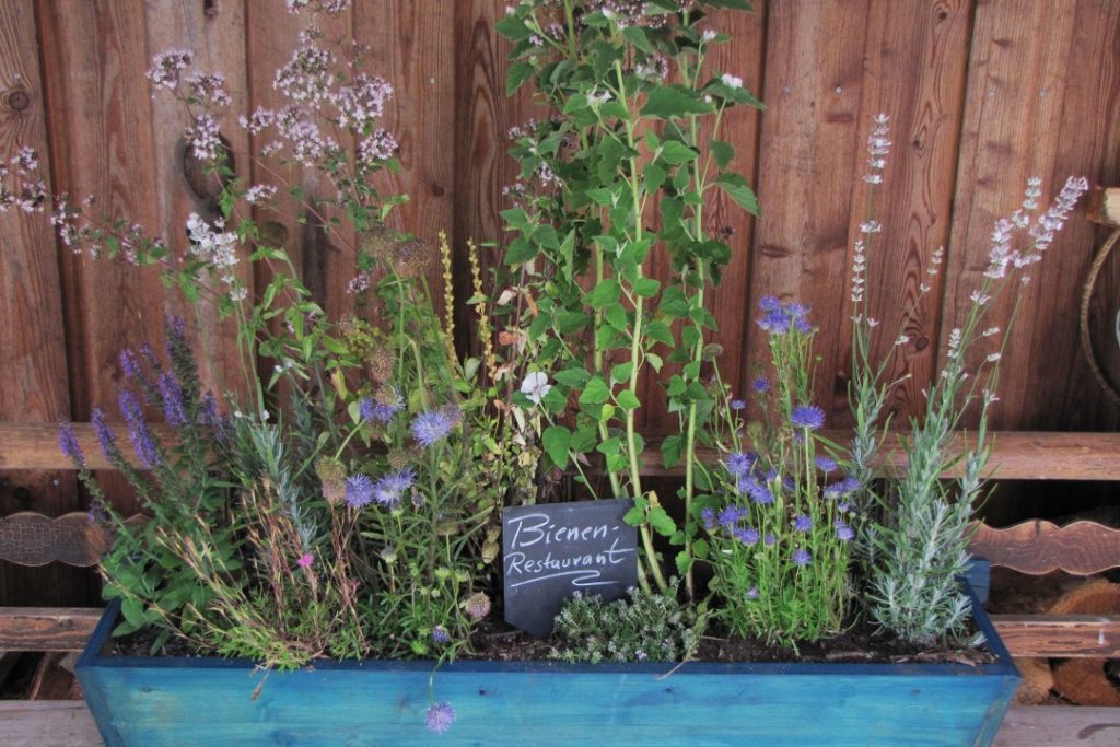 Blumenkasten mit bienenfreundlichen Kräutern
