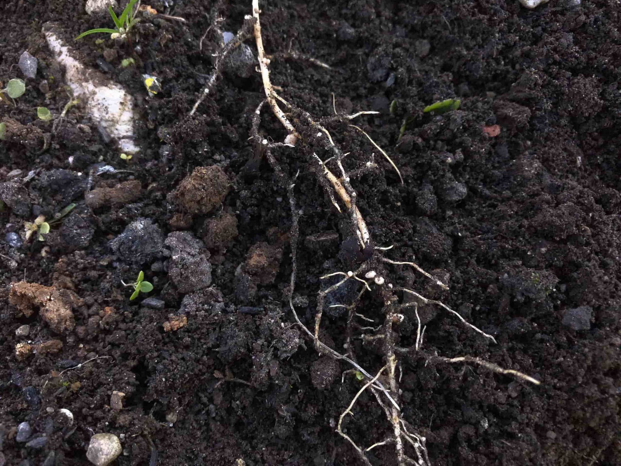 Urbane Gärten München | Information, Vernetzung und Austausch