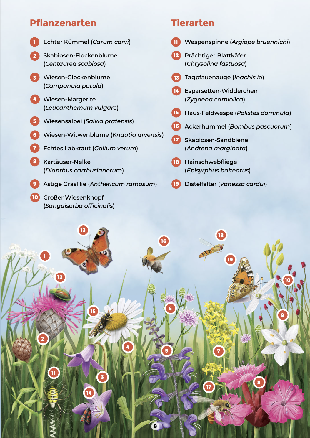 Blühwiese Illustration mit Legende
