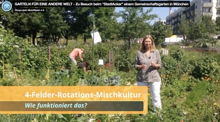 Vierfelder-Rotations-Mischkultur im StadtAcker
