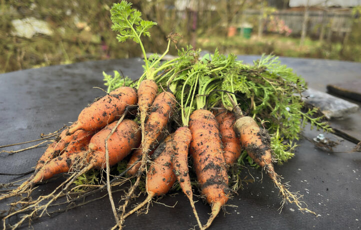 Karottenernte im Winter - StadtAcker