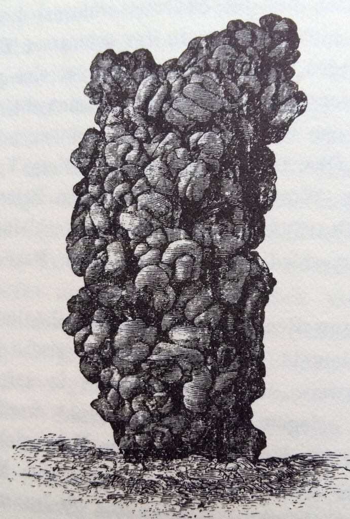 Darwin: Regenwurm-Losung